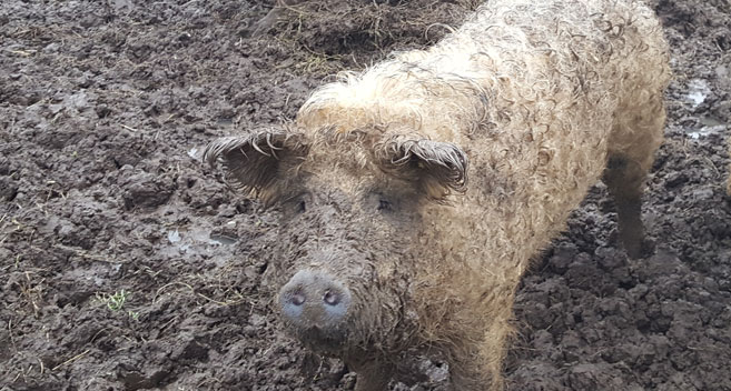 Mangalitza pig