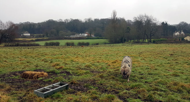 Pig at Buttle Farm