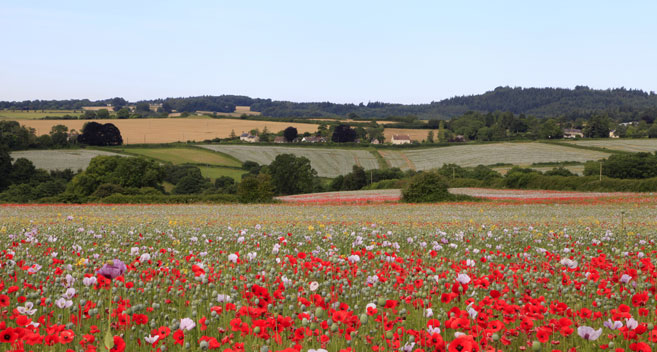 Poppy field, Wiltshire
