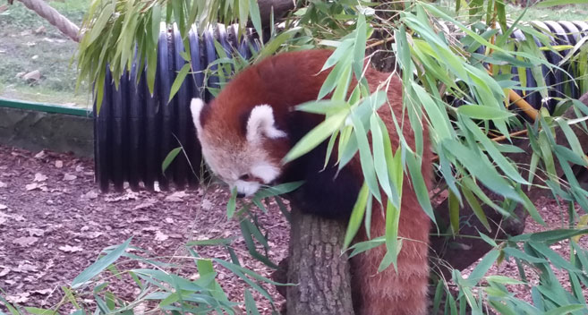 Red Panda