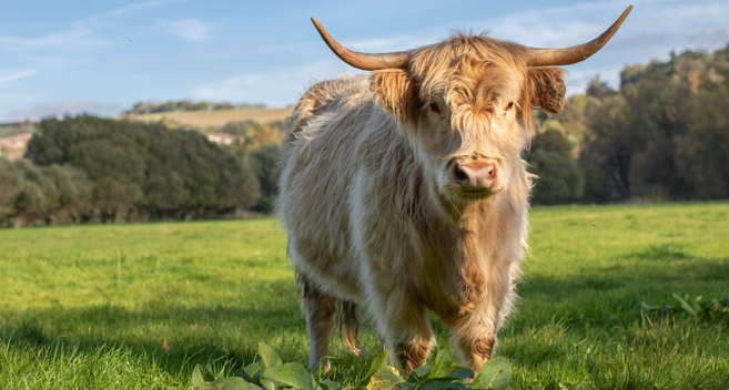 Animals at River Bourne Farm