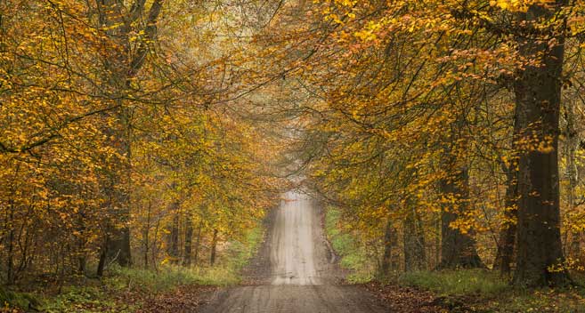 Savernake Forest, Wiltshire