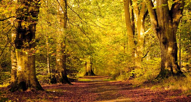 Savernake Forest in Autumn