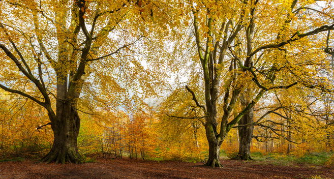 Savernake Forest, Marlborough