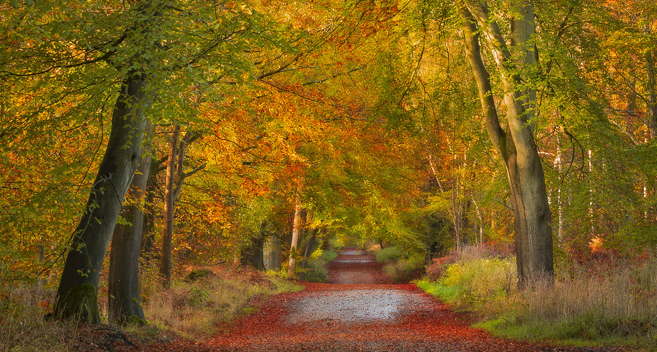 Savernake Forest in Autumn