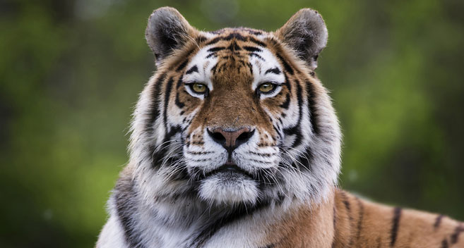 Tiger at Longleat