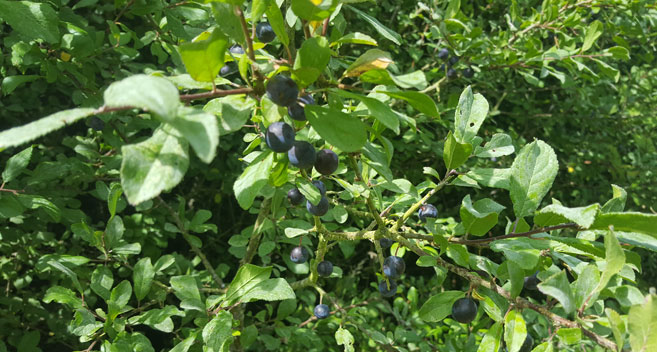 Sloes