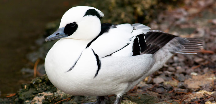 Smew (C) Dave Kilbey