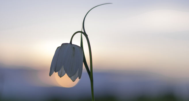 Fritillary