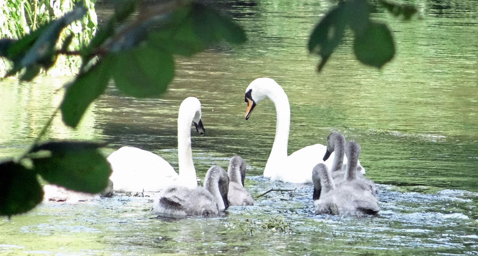 Swan family