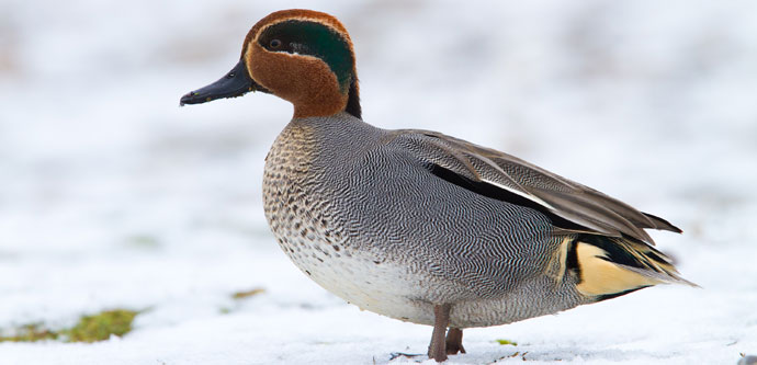 Teal (C) Dave Kilbey