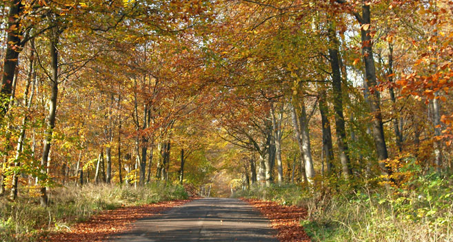 The Savernake Forest