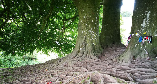 The Wishing Tree