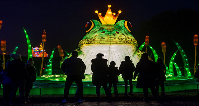 Festival of lights frog
