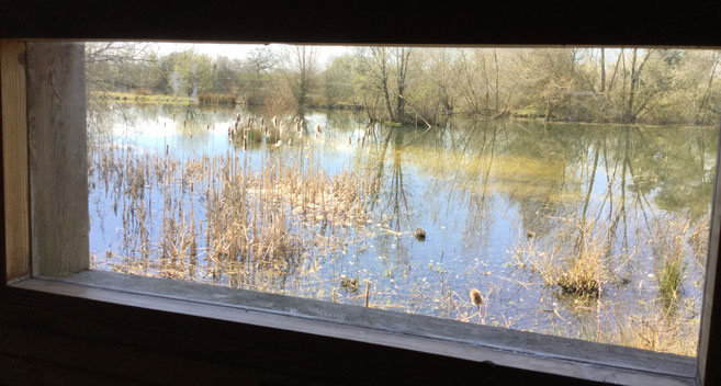 View from a bird hide