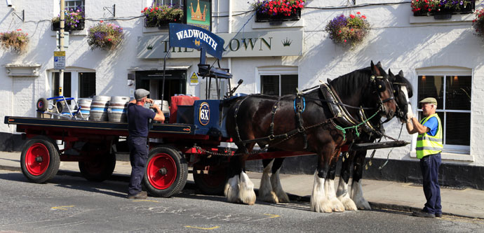 Wadworth Shire Horses