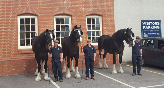 Wadworth Shire horses