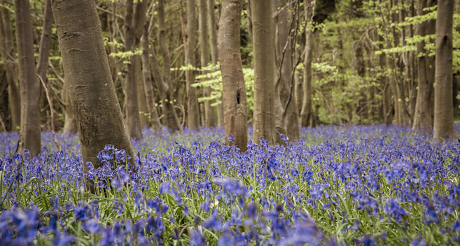 West Woods, Marlborough