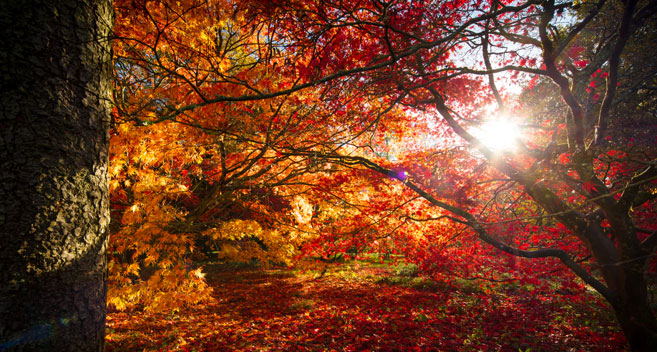 Autumn Colours at Westonbirt