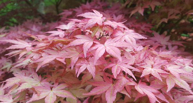 Westonbirt Arboretum