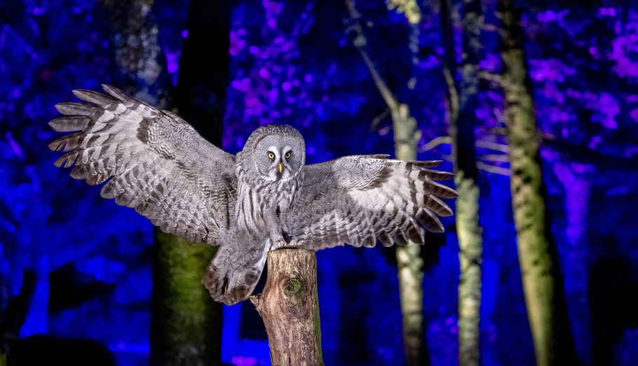 Owl display at Hawk Conservancy Trust's Winter Woodlands event