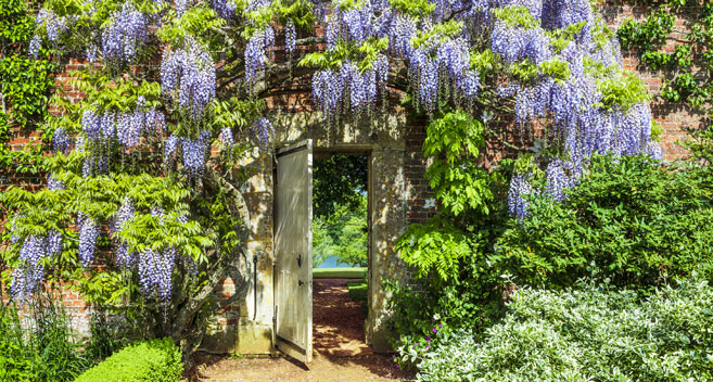 Wisteria, Bowood