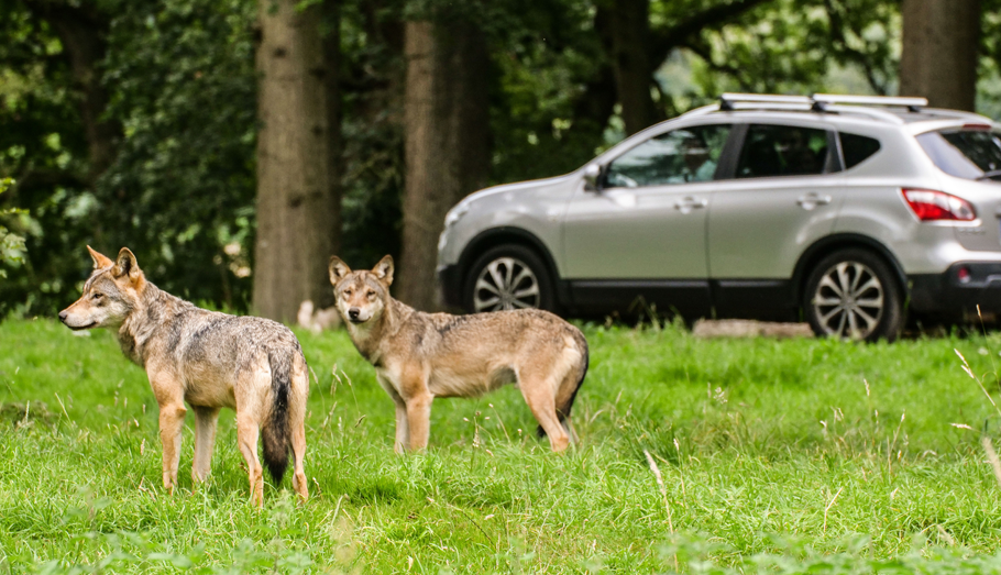 wolves at Longleat