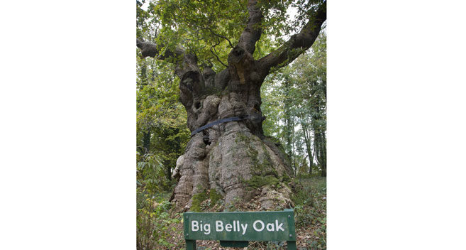 Big belly oak