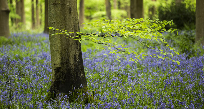 Bluebell woods