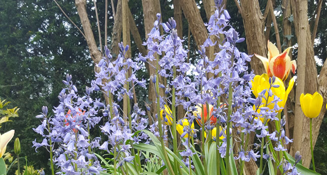 Bluebells