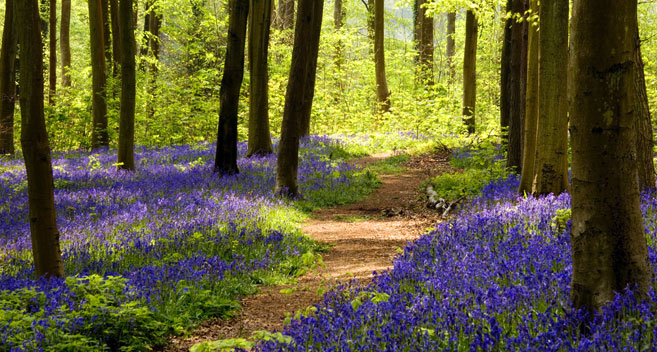 Bluebells