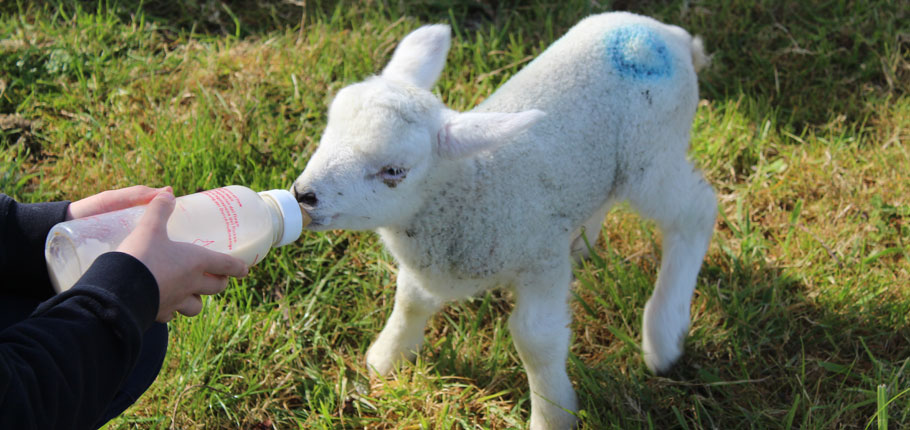 Bottle feeding