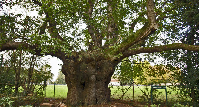 Cathedral Oak