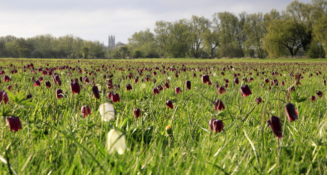 Cricklade North Meadow Fritillaries