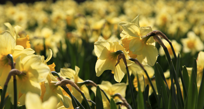 crowd of daffodils