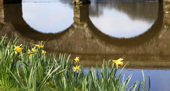 Daffodils at Stourhead