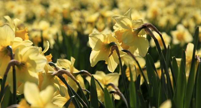 Daffodils in Wiltshire