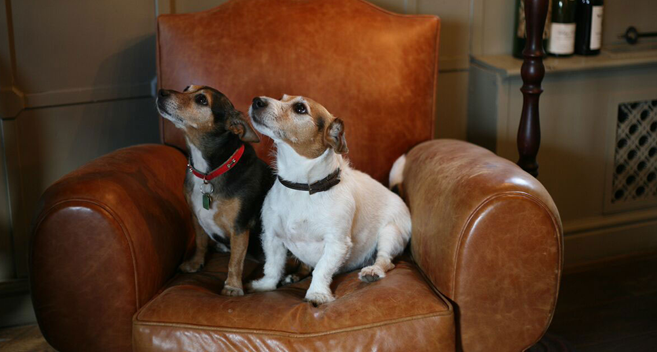 two dogs sitting on arm chair