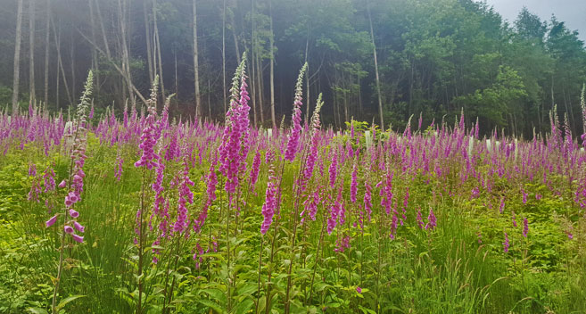 Foxgloves