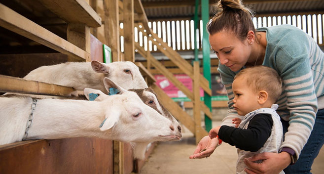 goats at Roves Farm during the summer holidays