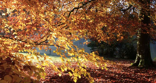 October Half Term Autumn Leaves