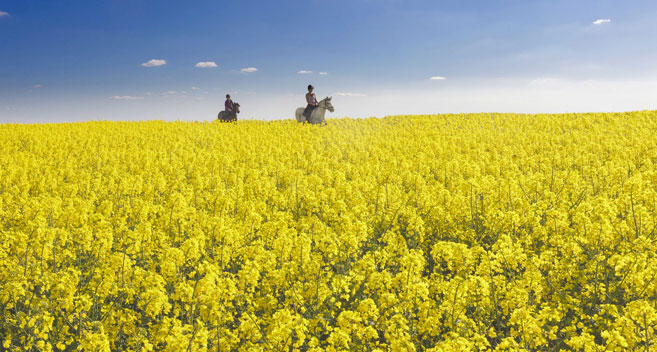 horse riding in Wiltshire