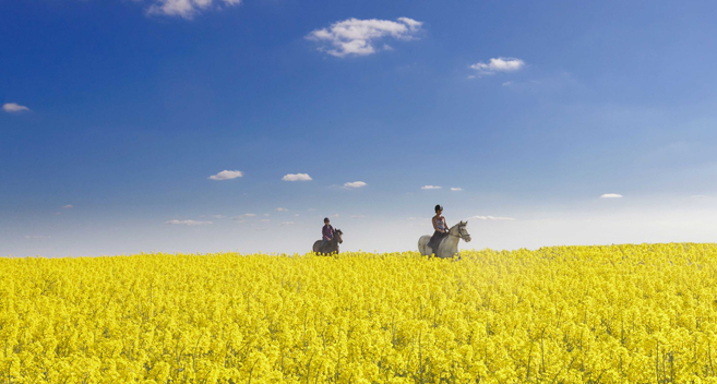 two horse riders crossing field of yellow crop