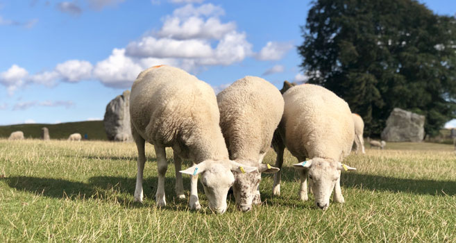 Gary Bygrave Sheep at Avebury