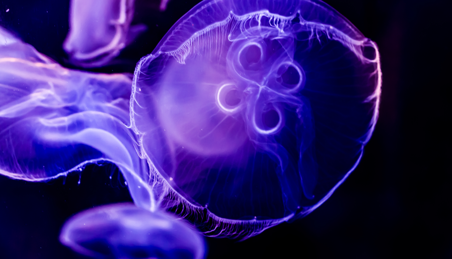 jellyfish