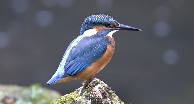 Kingfisher