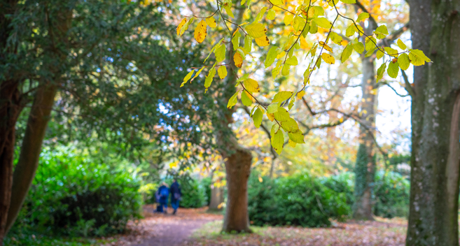 people walking through autumn woodland