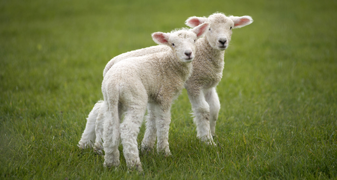 Lambing season at River Bourne Farm