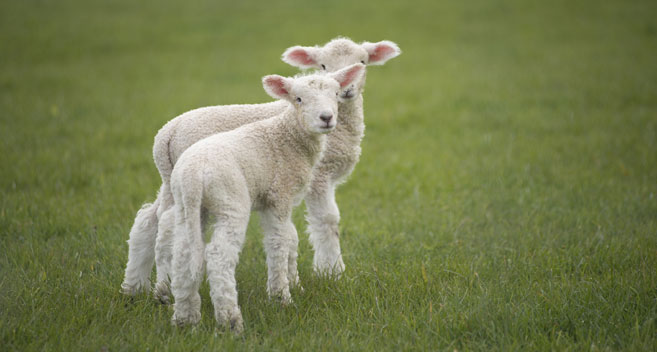 Lambs