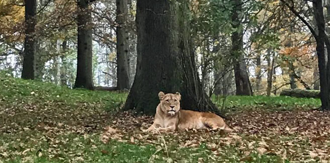 Longleat Lion